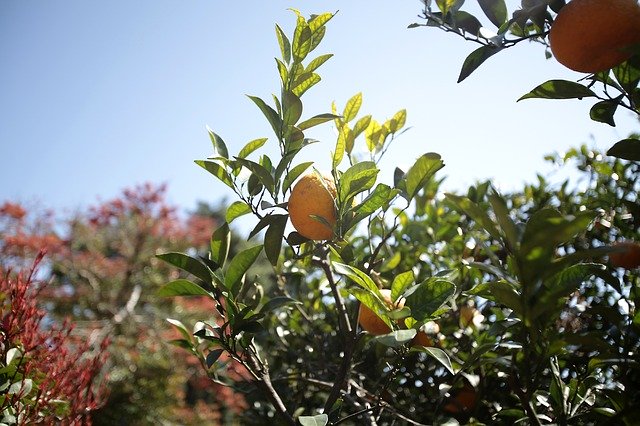 Free download Tangerine Citrus Delicious The -  free photo or picture to be edited with GIMP online image editor