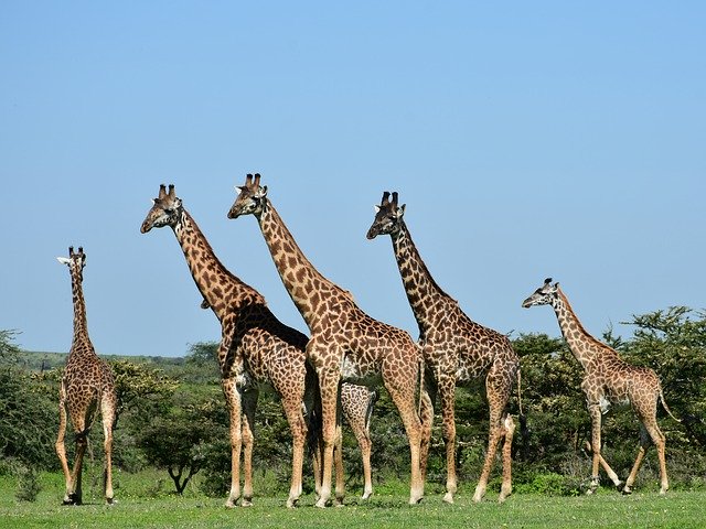 Free download Tanzania Africa Animals -  free photo or picture to be edited with GIMP online image editor