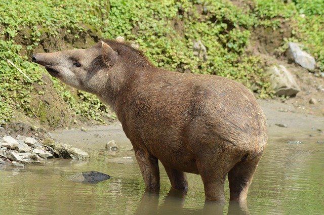 Kostenloser Download Tapir Animal Water - kostenloses Foto oder Bild zur Bearbeitung mit GIMP Online-Bildbearbeitung