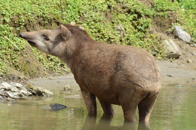 Scarica gratuitamente Tapir Animal Water: foto o immagine gratuita da modificare con l'editor di immagini online GIMP