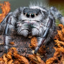 Tarantula  screen for extension Chrome web store in OffiDocs Chromium