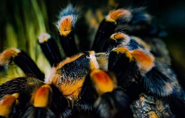 Free download Tarantula Redknee Bird-Spider -  free photo or picture to be edited with GIMP online image editor