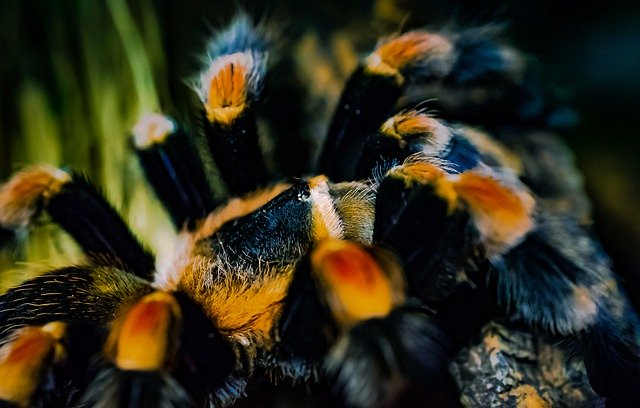 دانلود رایگان Tarantula Redknee Bird-Spider - عکس یا تصویر رایگان قابل ویرایش با ویرایشگر تصویر آنلاین GIMP