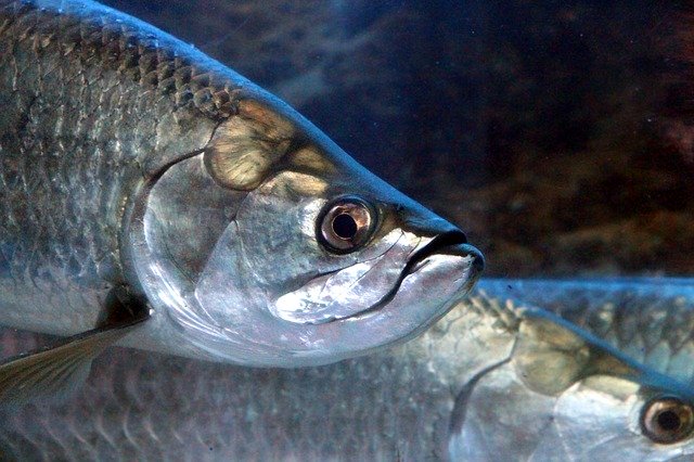Free download Tarpon Megalops Fish -  free photo or picture to be edited with GIMP online image editor