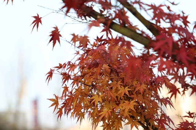 カラフルな秋の味を無料ダウンロード - GIMP オンライン画像エディターで編集できる無料の無料写真または画像
