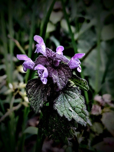 Free download Taubnessel Purple Green -  free photo or picture to be edited with GIMP online image editor