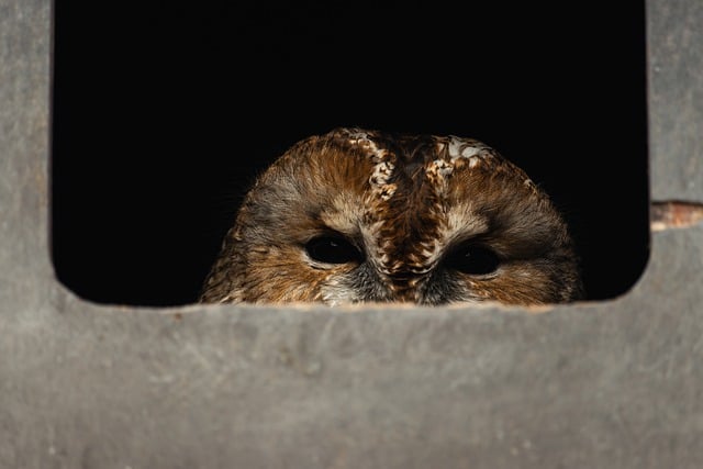 Free download tawny owl bird of prey tallinn zoo free picture to be edited with GIMP free online image editor