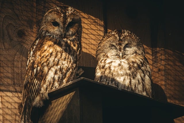 Free download tawny owl feathers pair couple free picture to be edited with GIMP free online image editor