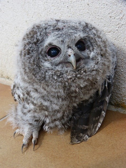 Unduh gratis Tawny Owl Gamars Night Bird - foto atau gambar gratis untuk diedit dengan editor gambar online GIMP