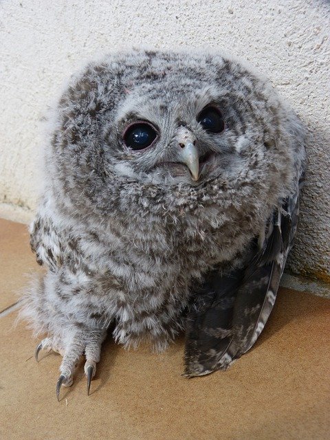 Free download Tawny Owl Gamarús Night Bird -  free photo or picture to be edited with GIMP online image editor