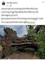 Free download Tboung Khmum Province Denies a Claim Saying a Banyan Tree Linked to Tum Teav Collapsed free photo or picture to be edited with GIMP online image editor