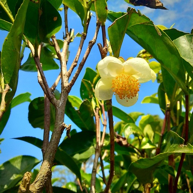 Free download Tea Flower -  free photo or picture to be edited with GIMP online image editor