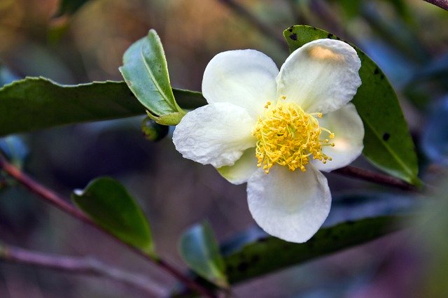 Free download Tea Flower White -  free photo or picture to be edited with GIMP online image editor