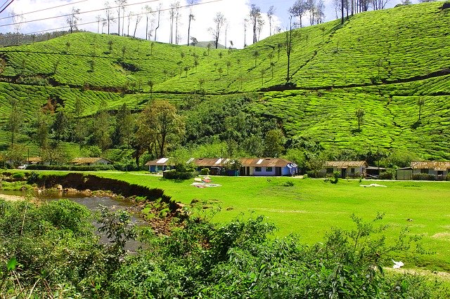 Téléchargement gratuit de Tea Garden Hill Station Kerala - photo ou image gratuite à éditer avec l'éditeur d'images en ligne GIMP