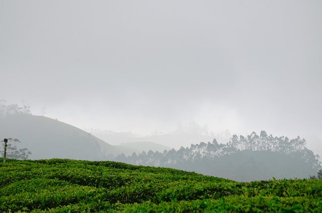 Free download tea garden leaves landscape natue free picture to be edited with GIMP free online image editor