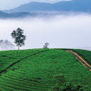 Tea Hill  screen for extension Chrome web store in OffiDocs Chromium