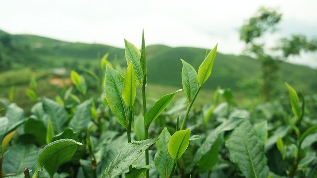 Free picture Tea Leaves Mountain The -  to be edited by GIMP free image editor by OffiDocs
