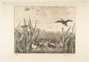 Free download Teals free photo or picture to be edited with GIMP online image editor