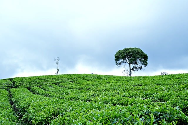 Free download tea plantation tea leaves green free picture to be edited with GIMP free online image editor