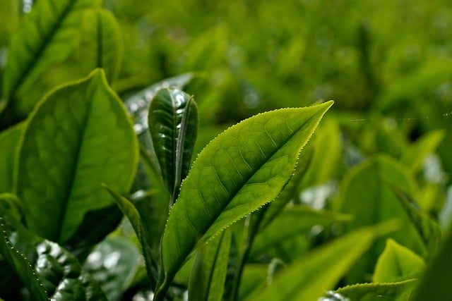 Free download tea plant tea leaves leaves free picture to be edited with GIMP free online image editor
