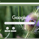 Teasel  screen for extension Chrome web store in OffiDocs Chromium