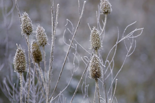 Free download teasels thistles dipsacus winter free picture to be edited with GIMP free online image editor