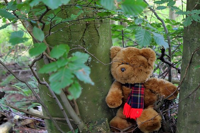 Descarga gratuita Teddy Bear Tree: foto o imagen gratuita para editar con el editor de imágenes en línea GIMP