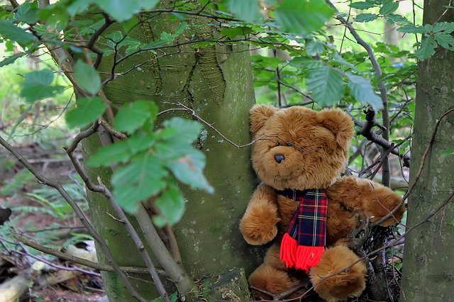 Bezpłatne pobieranie Teddy Bear Tree - darmowe zdjęcie lub obraz do edycji za pomocą internetowego edytora obrazów GIMP