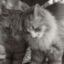 Tender Moment Between Two Fluffy Cats  screen for extension Chrome web store in OffiDocs Chromium