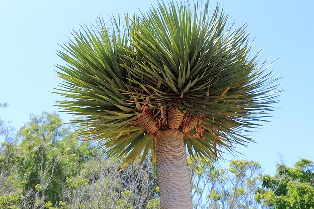 Безкоштовно завантажте Tenerife Dragon Tree Canary - безкоштовну фотографію або зображення для редагування за допомогою онлайн-редактора зображень GIMP