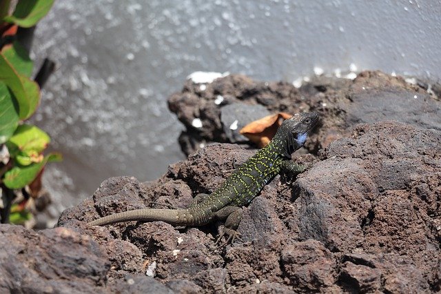 Free download Tenerife Lizard Animal -  free photo or picture to be edited with GIMP online image editor