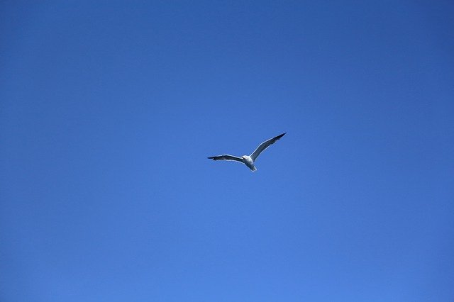 Descarga gratuita Tenerife Seagull Bird Canary - foto o imagen gratuita para editar con el editor de imágenes en línea GIMP
