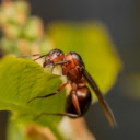 Termite  screen for extension Chrome web store in OffiDocs Chromium