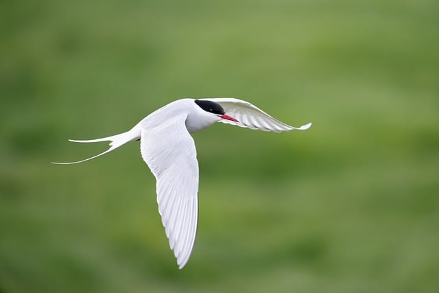 Free download tern arctic tern iceland bird free picture to be edited with GIMP free online image editor