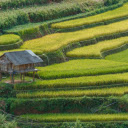 terraced fields  screen for extension Chrome web store in OffiDocs Chromium