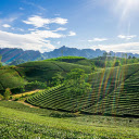 Terraced tea hill  screen for extension Chrome web store in OffiDocs Chromium