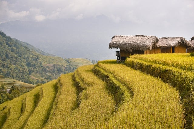 Free download terraces rice fields paddy free picture to be edited with GIMP free online image editor
