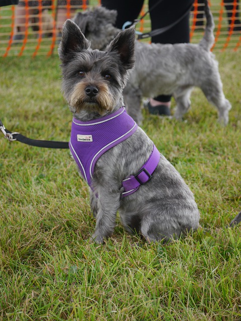 Free download terrier canine dog terrier mix free picture to be edited with GIMP free online image editor
