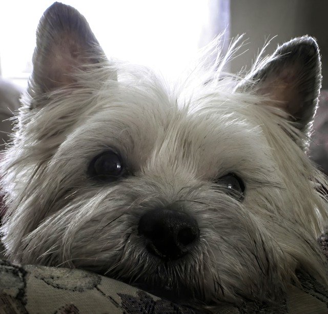 Free download Terrier Dog Pet -  free photo or picture to be edited with GIMP online image editor