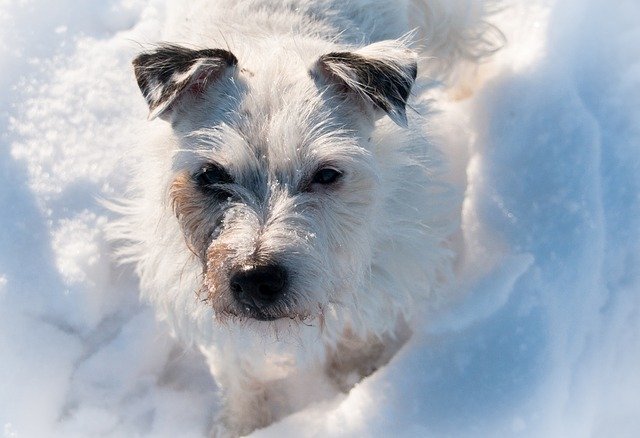 Free download Terrier Dog Snow -  free photo or picture to be edited with GIMP online image editor