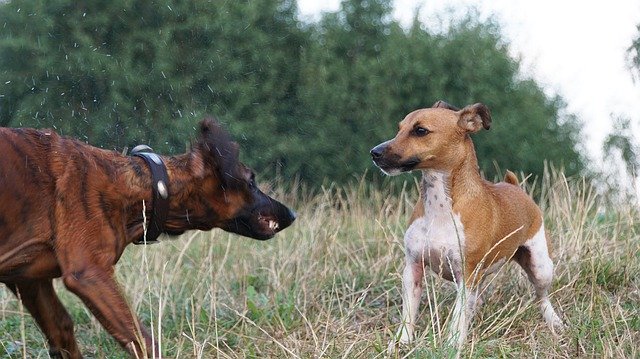 הורדה חינם Terrier Hanoverian Scenthound Hs - תמונה או תמונה בחינם לעריכה עם עורך התמונות המקוון GIMP