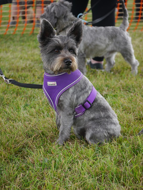 Free download terrier mix crossbreed terrier free picture to be edited with GIMP free online image editor