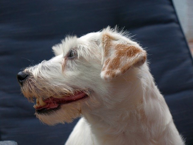 Free download Terrier Parson Russell -  free free photo or picture to be edited with GIMP online image editor