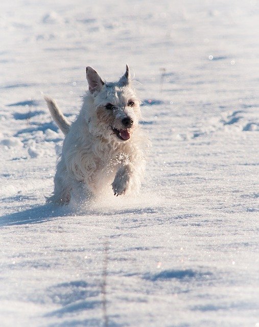 Free download Terrier Snow Winter -  free photo or picture to be edited with GIMP online image editor