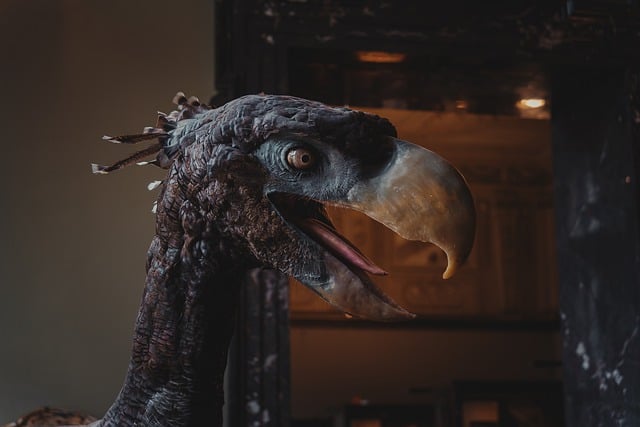 Free download terror bird paraphysornis extinct free picture to be edited with GIMP free online image editor