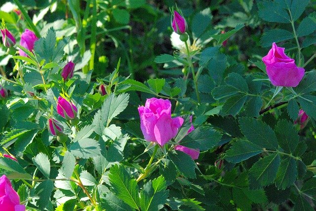Free download Teton Wild Roses Flowers -  free photo or picture to be edited with GIMP online image editor