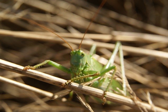Gratis download Tettigonia Viridissima Grasshopper - gratis foto of afbeelding om te bewerken met GIMP online afbeeldingseditor