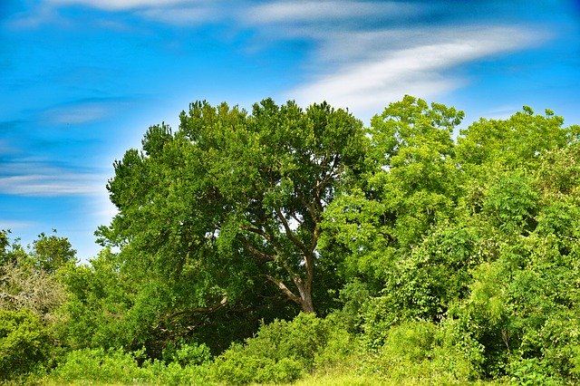 Descarga gratuita Texas Landscape Spring - foto o imagen gratuita para editar con el editor de imágenes en línea GIMP