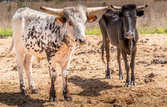 Free download texas longhorn cows cattle free picture to be edited with GIMP free online image editor