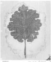 Free download Textile Fragment with a Leaf free photo or picture to be edited with GIMP online image editor